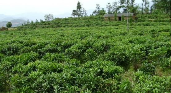 茶树种植的土壤选择（合适的土壤条件对茶树生长的重要性）