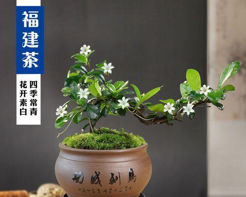 室内养茶树的秘诀（掌握这些技巧让您的茶树长势更好）