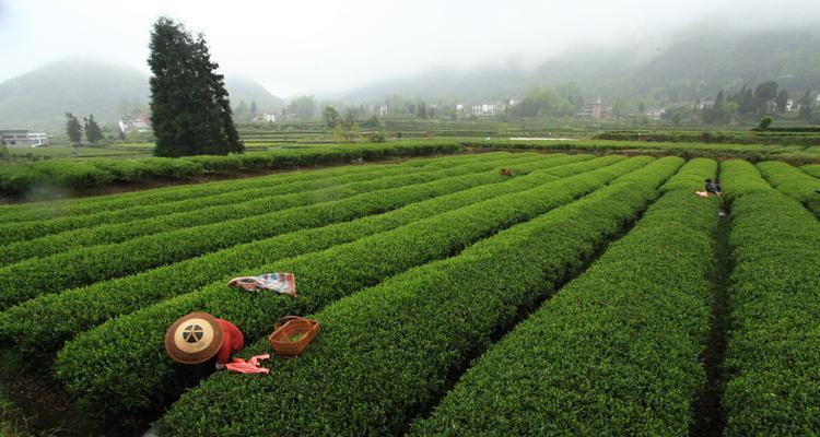 探究茶树适宜种植的环境条件（茶树的生长环境与地理条件分析）