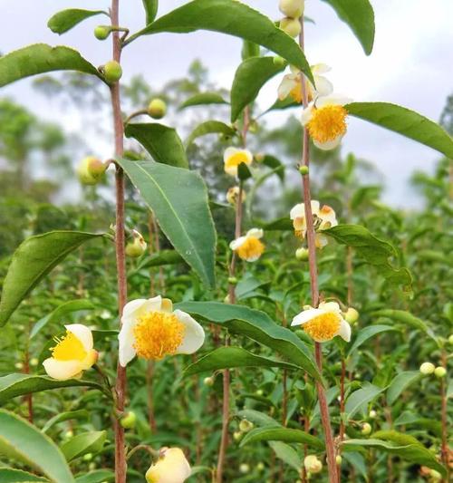 油茶树开花次数解析（一年开几次花）