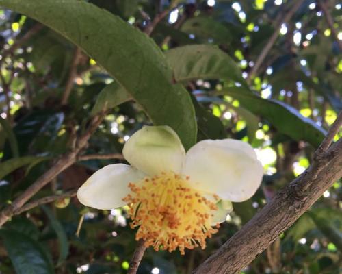 油茶树开花次数解析（一年开几次花）