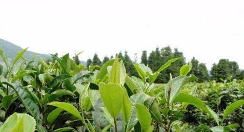 茶树施肥指南：用什么肥料让茶树长得更快