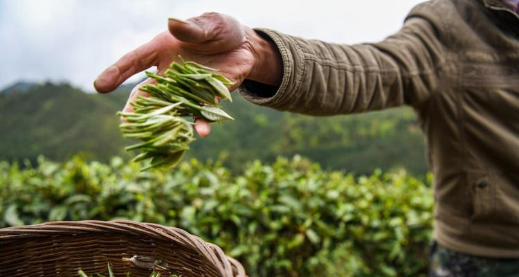 茶树修剪方法（让茶树更健康的修剪技巧）