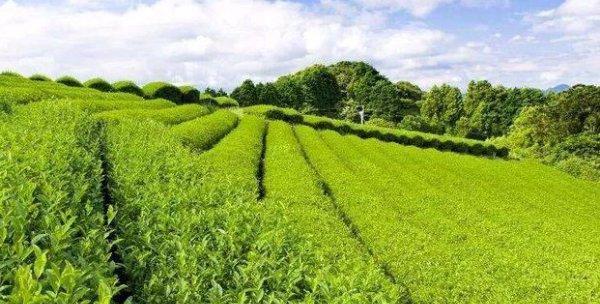 茶树种植环境的要求（茶树种植的适宜环境是什么）