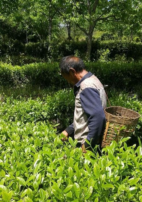 茶叶采摘的最佳时间（掌握茶叶收获季节）