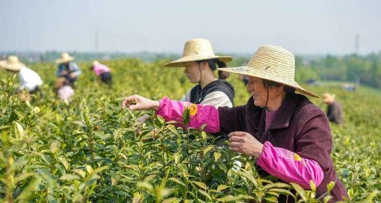 茶叶采摘的最佳时间（掌握茶叶收获季节）