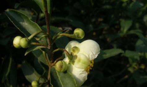 如何让茶叶花开出美丽的花朵（茶叶花不开花怎么办）