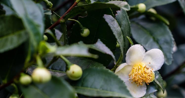 茶叶花土的制作方法（茶叶废弃物不浪费）