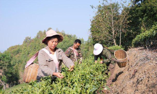 茶叶亩产量有多少斤（探究影响茶叶亩产量的因素和提高亩产量的方法）