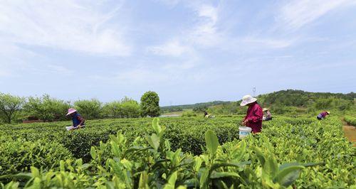 茶叶采摘的最佳时间（了解茶叶采摘时间的重要性）