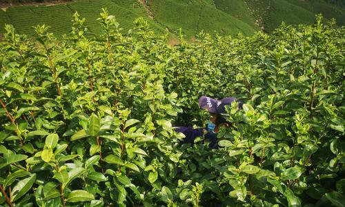 茶叶采摘的最佳时间（了解茶叶采摘时间的重要性）