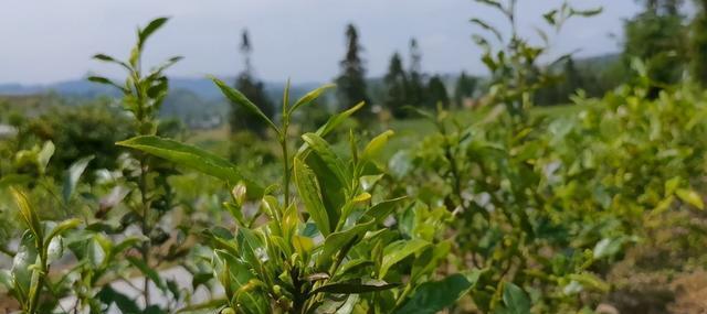 茶叶的经济价值（探究茶叶的商业价值和全球市场）