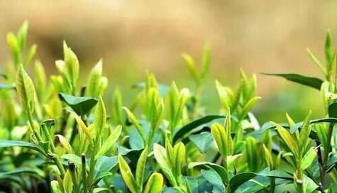 茶叶——一种多功能植物（茶叶的分类和种植）