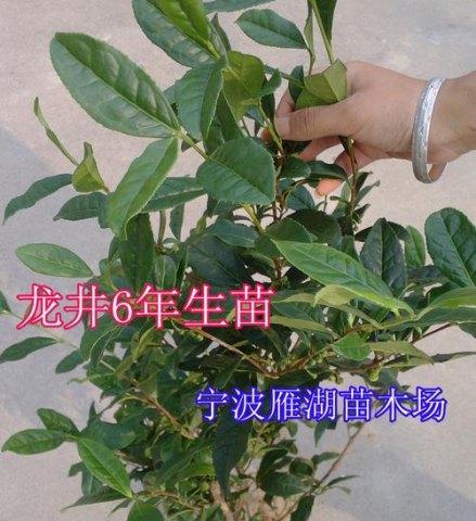 茶叶树开花的奥秘（了解茶叶树开花的时间与条件）