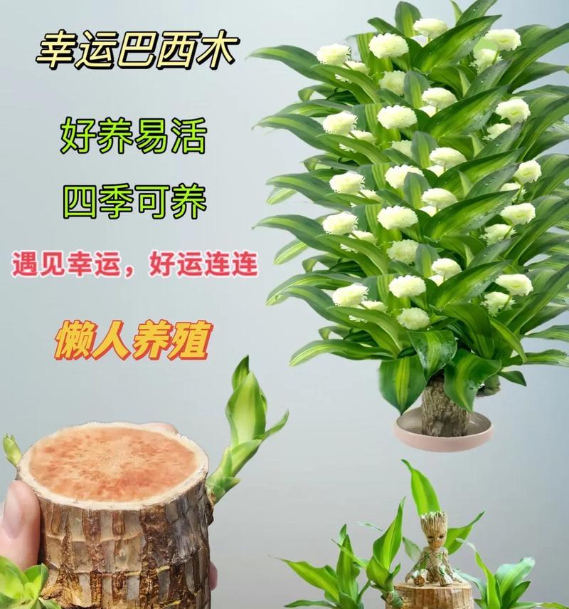 茶叶水能否浇巴西木（探讨茶叶水对巴西木生长的影响以及合理使用方法）