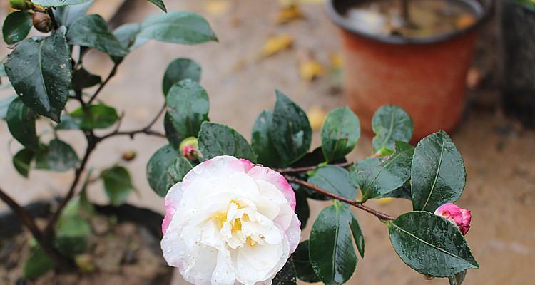 茶叶水可浇茶花树（用什么水浇茶花树最好）