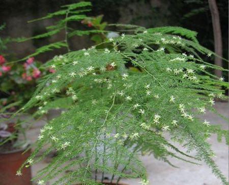 茶叶水的神奇作用——文竹的“保健饮料”（茶叶水的营养价值和文竹的健康功效）