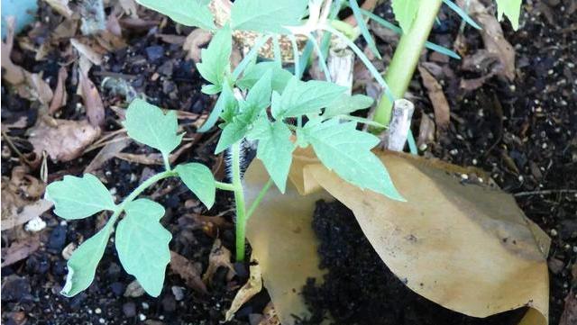 茶叶渣的花儿养殖秘籍（从废渣到花海）