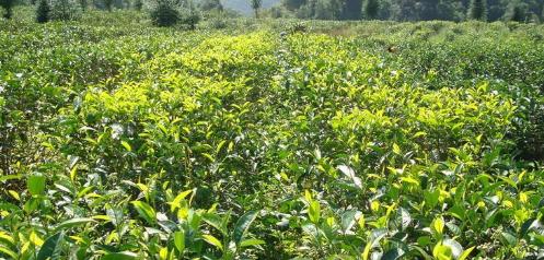 茶叶种植条件与种植区域的自然条件（探秘茶叶生长的自然环境）