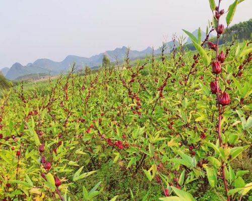 探秘茶叶种子的来历（茶叶产业中的重要组成部分及其形成过程）