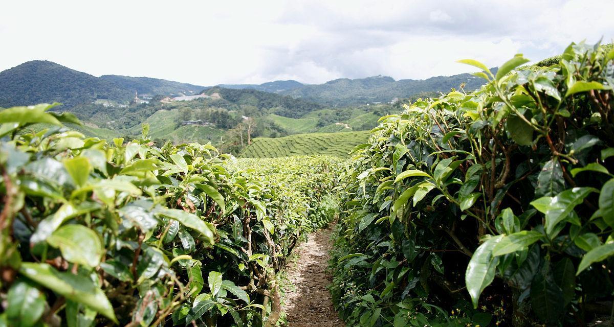 茶园里最适合种植的植物（优化茶园生态环境）