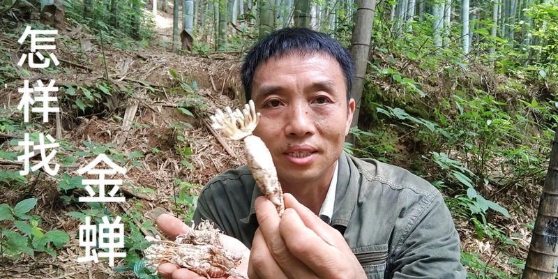 探秘蝉花生长之谜（生长环境与特征/繁衍生息方式/生长区域分布/与生物多样性的关系）