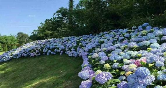 八仙花花语花意解析（揭开八仙花背后的深层含义）