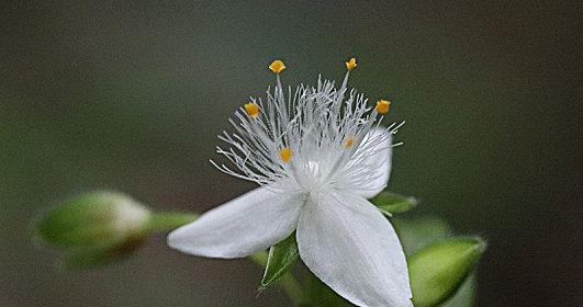 白花紫露草的花语与意义（白花紫露草传达的美丽与祝福）