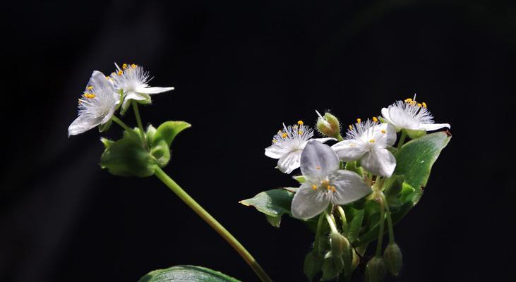 白花紫露草的花语与意义（白花紫露草传达的美丽与祝福）