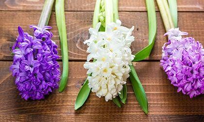 白色风信子花语（传递真诚祝福的白色风信子）