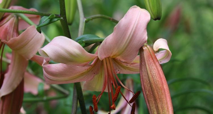 橙色百合花的象征意义（探寻橙色百合花背后的隐含寓意）