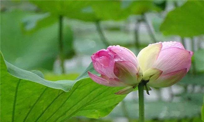 并蒂莲的花语（探寻并蒂莲花语中的情感纽带）