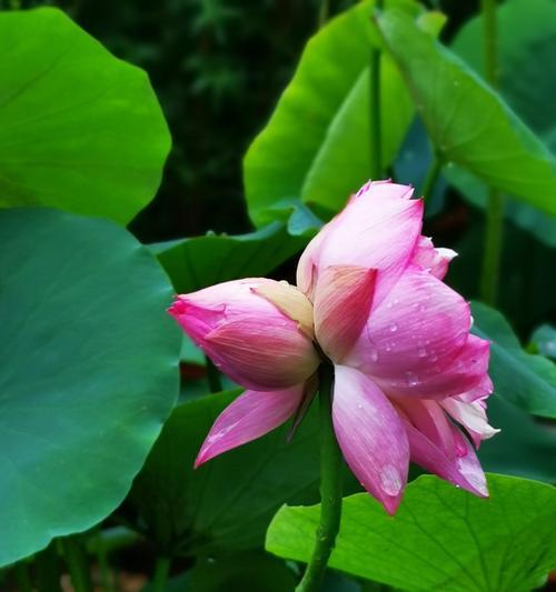 并蒂莲——生命的坚韧与美丽（并蒂莲花的象征意义及文化内涵）