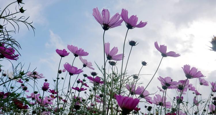 波斯菊的花语与美丽传说（探寻波斯菊的秘密与魅力）