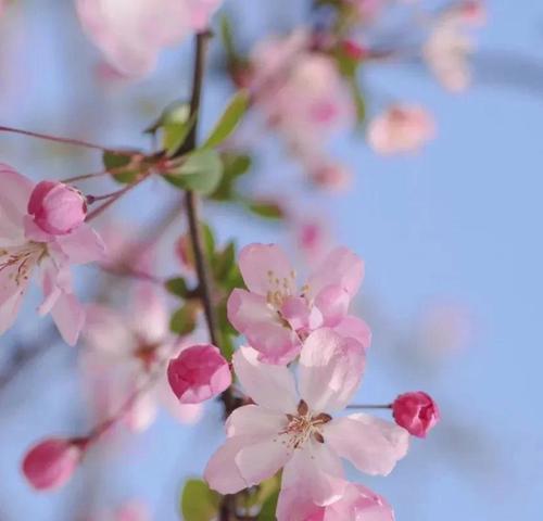 垂丝海棠的花语与魅力（探寻垂丝海棠的美丽与深意）