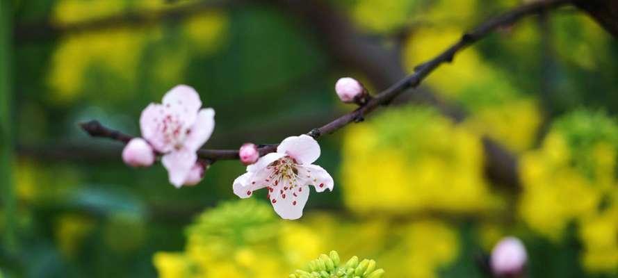 春天花开，绽放生机（春花盛景）