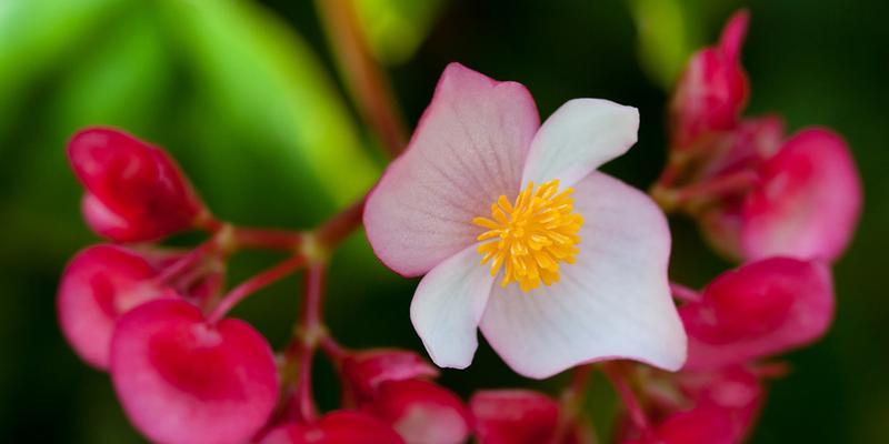 春天花开，绽放生机（春花盛景）