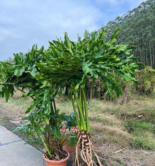 春羽之花语与寓意（揭秘春羽花的神秘语言）