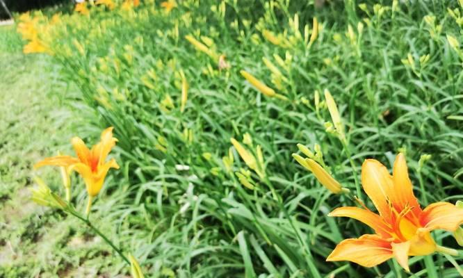 大花萱草的花语——美丽与祝福（传递幸福的大花萱草花语）