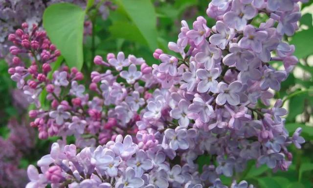 丁香花语的美丽寓意（探索丁香花的丰富含义）