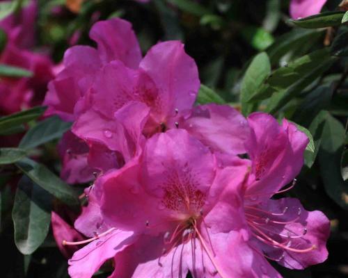 杜鹃花（探索杜鹃花的花语）