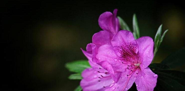 杜鹃花的花语及意义（探索杜鹃花的花语与象征）