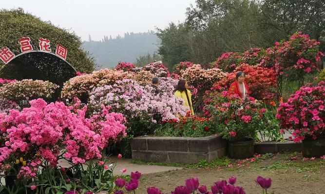 杜鹃花（以杜鹃花为主题的意义与传承）