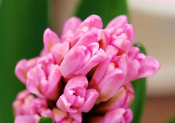 风信子花语大揭秘——不同风信子传递的花意（通过风信子花语感受爱的甜蜜与温暖）