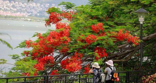 凤凰花（凤凰花的花语与意义）