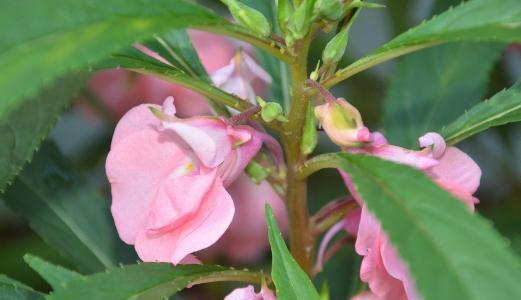 凤仙花的花语与寓意（传递爱与美的凤仙花）