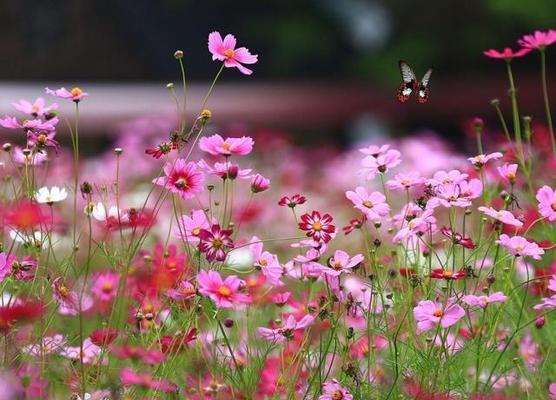 格桑花（探寻格桑花的花语之美）