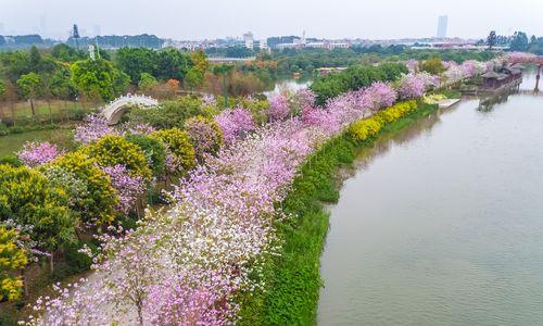 宫粉紫荆花语——传递深情的花朵（以花诉说无言的情感）