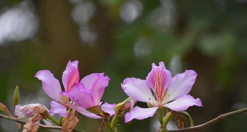 宫粉紫荆花语——传递深情的花朵（以花诉说无言的情感）