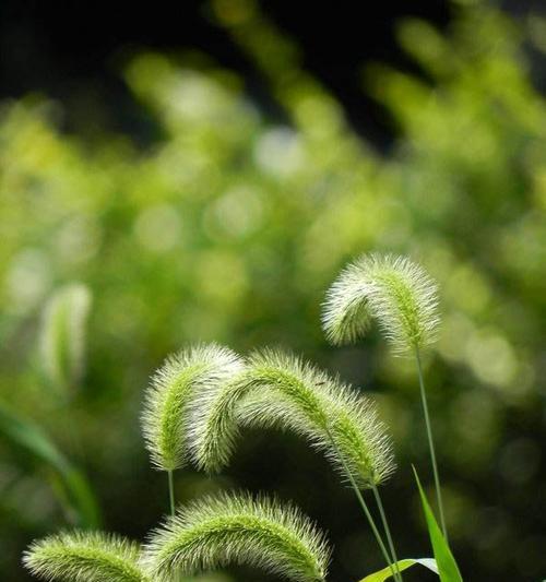 狗尾草的花语与意义（揭示狗尾草传达的15种不同含义）